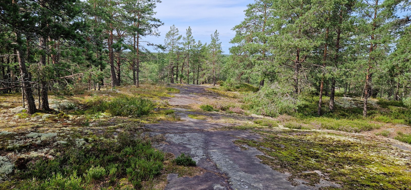 Metsäinen kallioalue