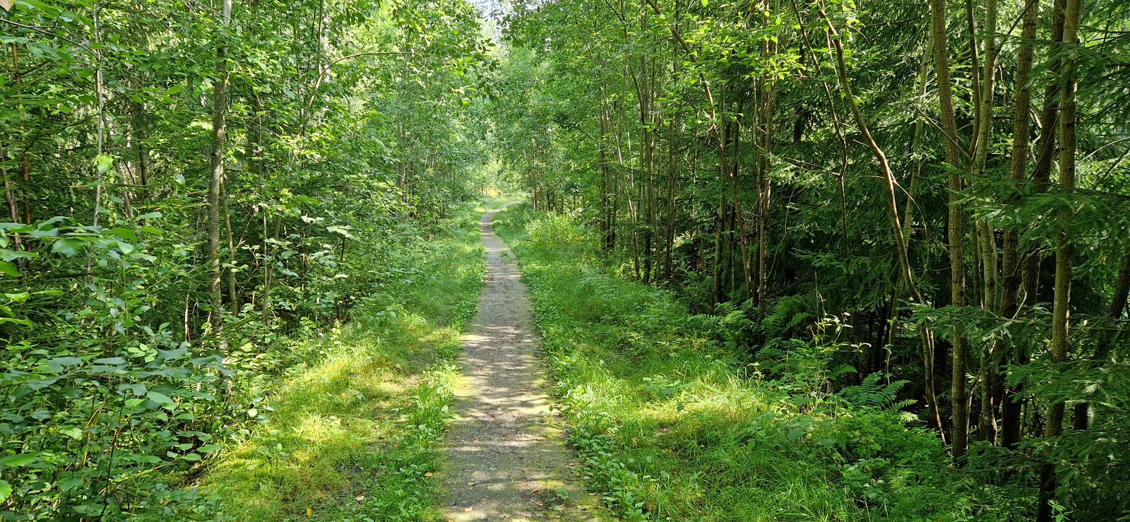 Metsä