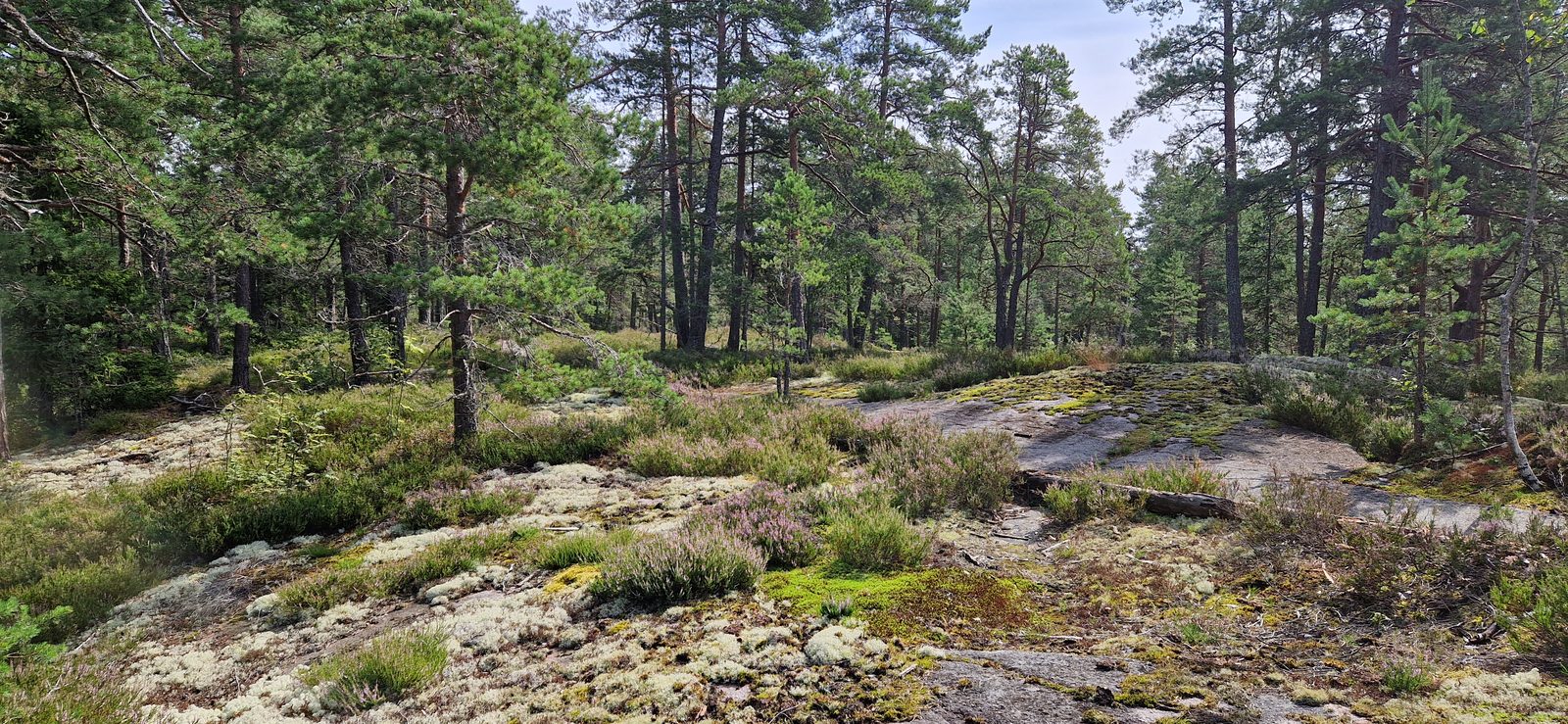 Jääkausi, kuva 6